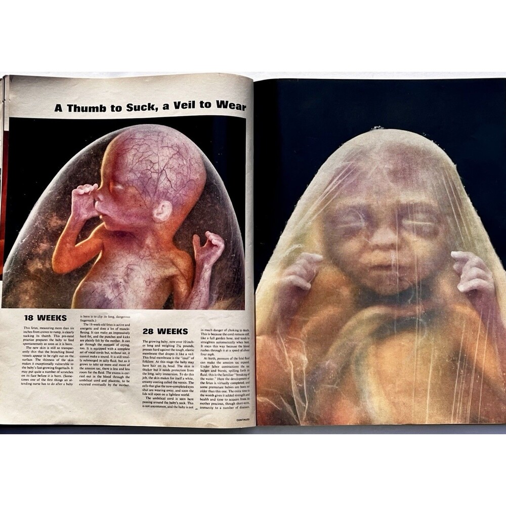 LIFE Magazine April 30, 1965 Drama Of Life Before Birth Issue - Picture 8 of 10